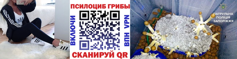 Псилоцибиновые грибы прущие грибы  купить   Калач-на-Дону 